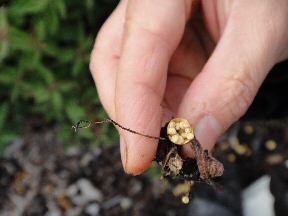 Really small mushroom